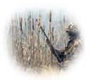 hunting.jpg